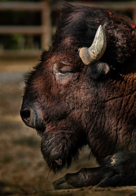 American Bison