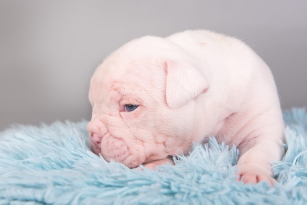 American Bulldog Hündchen auf grau