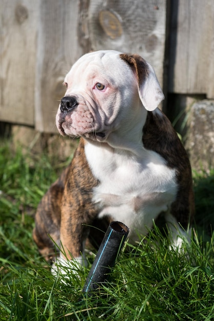 American Bulldog Hündchen mit gestromtem Fell auf die Natur