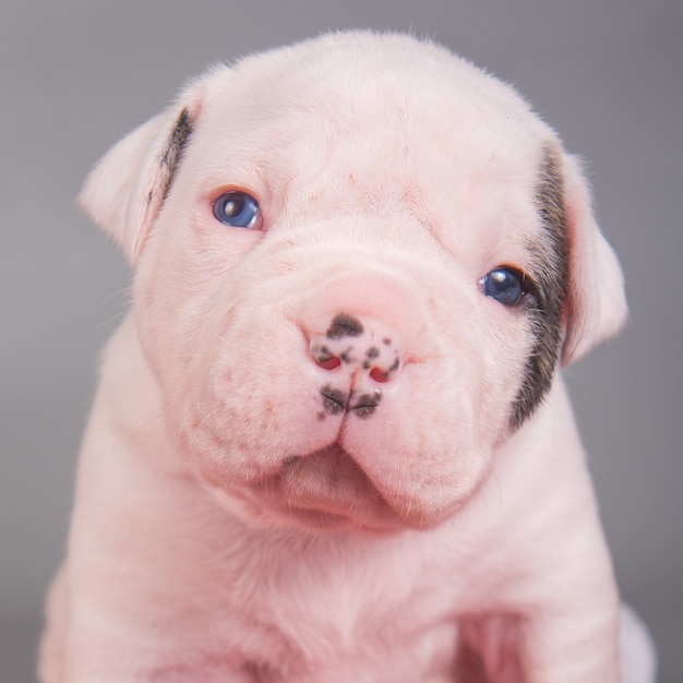 American Bulldog Hündchen