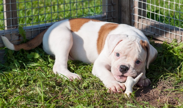 American Bulldog Welpe isst eine Hühnertatze auf Natur