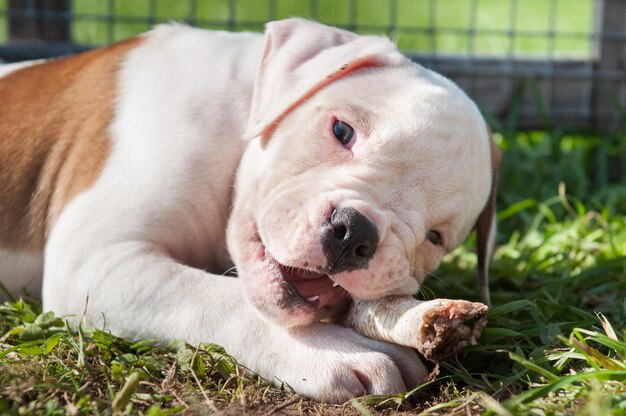 American Bulldog Welpe isst eine Hühnertatze auf Natur