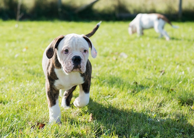 American Bulldog Welpen spielen in der Natur