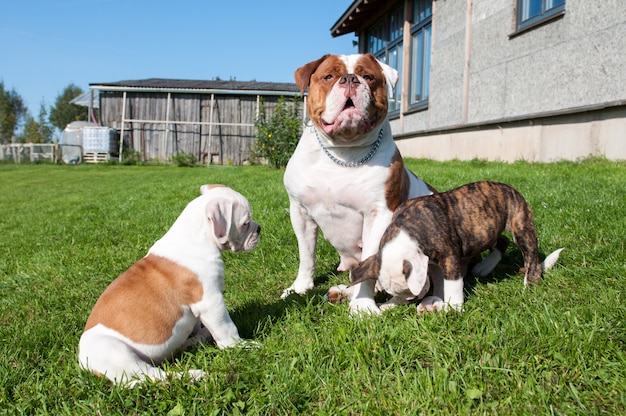 American Bulldog Welpen spielen in der Natur