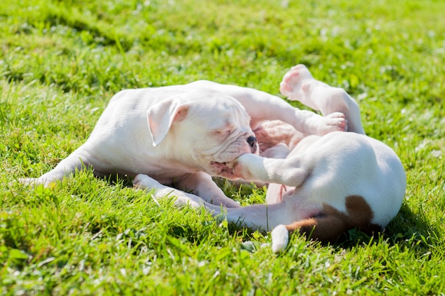 American Bulldog Welpen spielen in der Natur