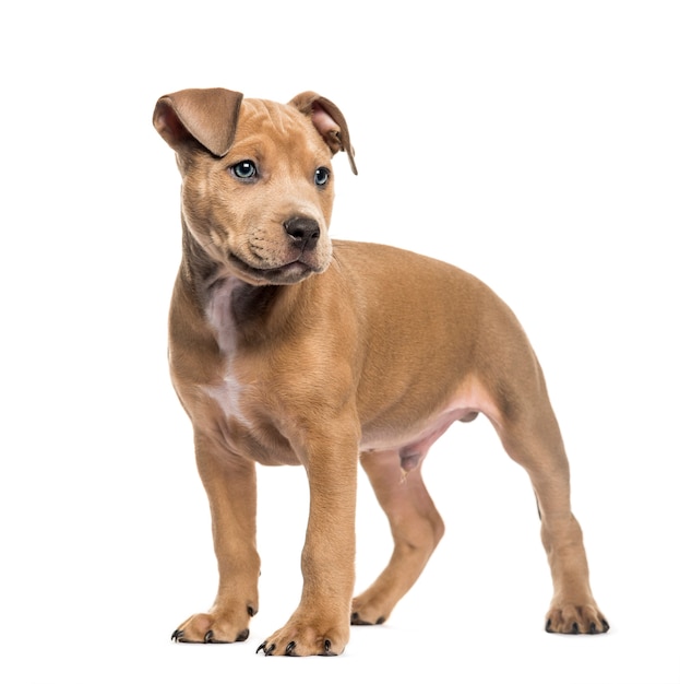 American Bully, 2 meses de idade, na frente de um fundo branco