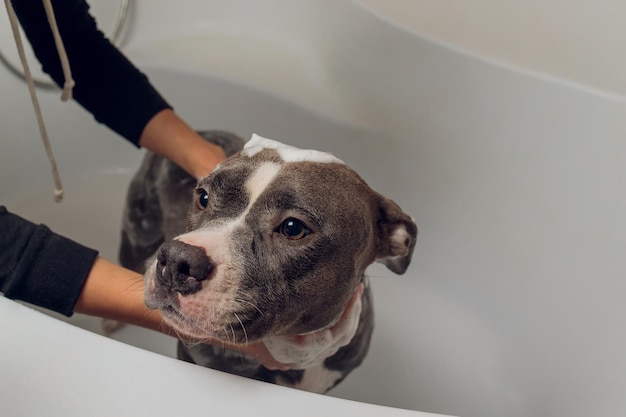 American bully bañándose pitbull perro limpiando perro mojado un baño