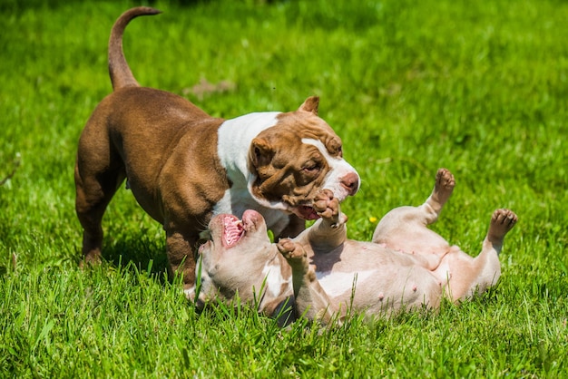 American Bully cachorros perros están jugando en la naturaleza