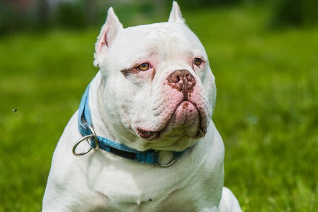 American Bully Hund männliche Nahaufnahme Porträt draußen