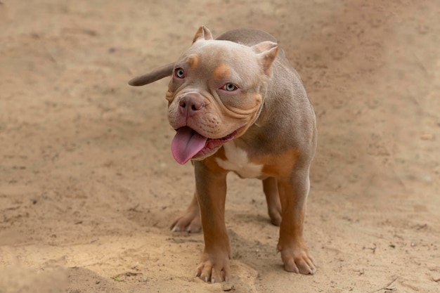 El American Bully jugando en el patio de juegos para perros