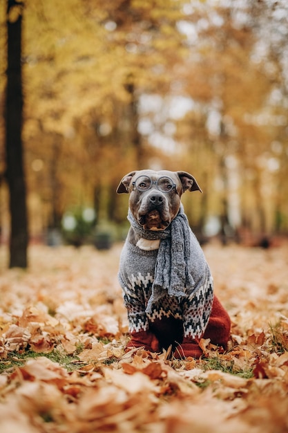 American Bully para uma caminhada em um cachecol de suéter e óculos em um parque de outono Roupas engraçadas para cães