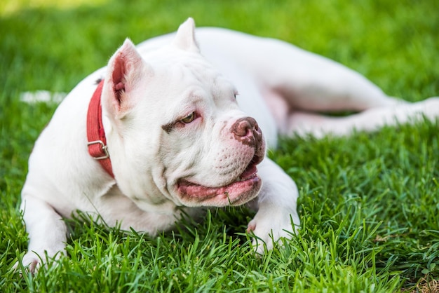 American Bully Puppy Dog liegt auf grünem Gras