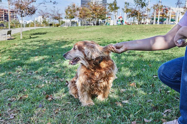 American Cocker Spaniel disfrutando de un paseo tranquilo en un parque verde con su dueño