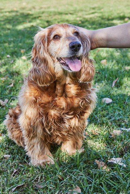 American Cocker Spaniel disfrutando de un paseo tranquilo en un parque verde con su dueño