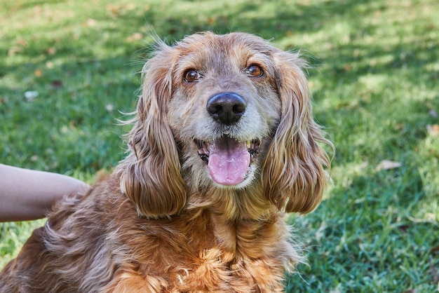 American Cocker Spaniel disfrutando de un paseo tranquilo en un parque verde con su dueño