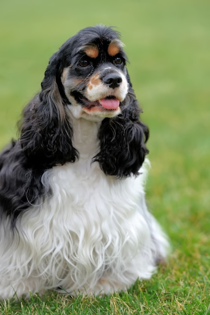 American Cocker Spaniel Hund im grünen Sommergras