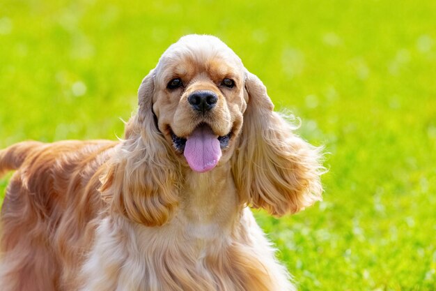 American Cocker Spaniel mit langem braunem Fell auf einem Grashintergrund bei sonnigem Wetter