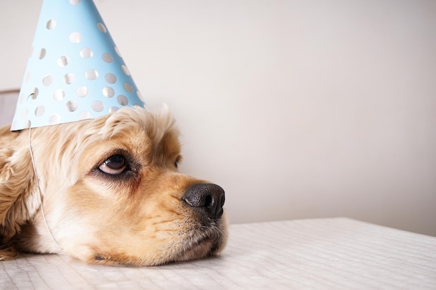 American Cocker Spaniel senta-se em um espaço de mesa para texto closeup Dog birthday