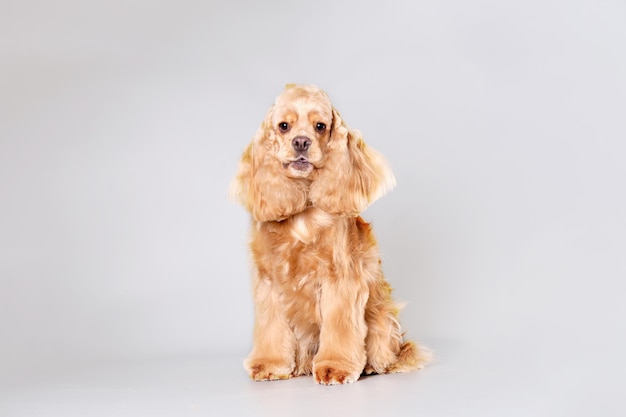 American Cocker spaniel sentado sobre um fundo cinza após procedimentos de preparação em um salão de cães profissional