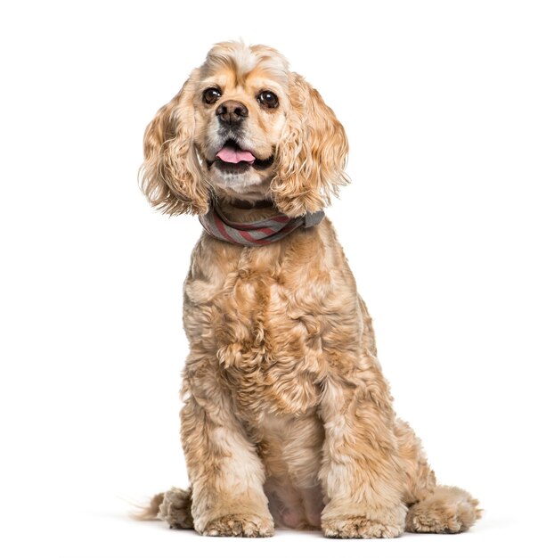 American Cocker Spaniel sitzt vor weißem Hintergrund