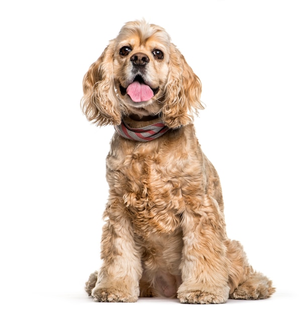 American Cocker Spaniel sitzt vor weißem Hintergrund