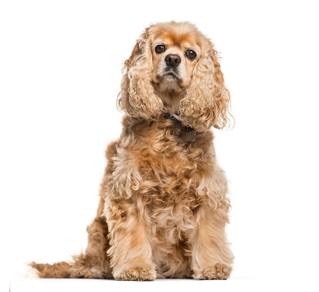 American Cocker Spaniel sitzt vor weißem Hintergrund