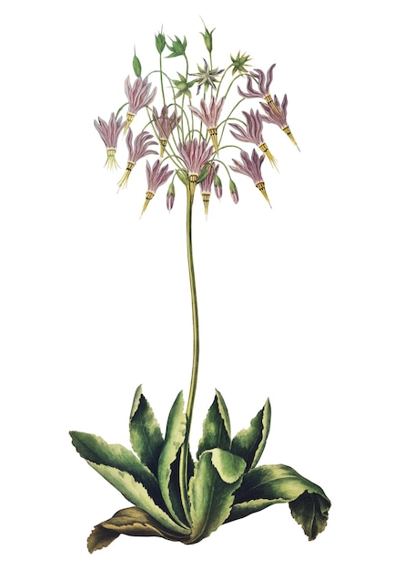 American Cowslip Flower png durchsichtiger Hintergrund