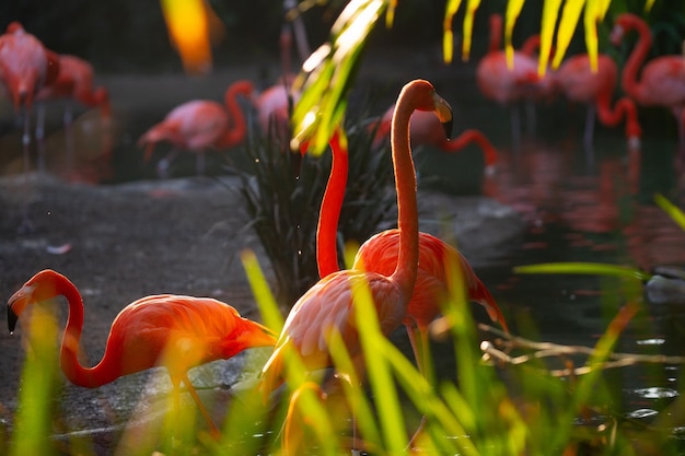 American Flamingo Flamingos Beauty pássaros grupo de flamingos