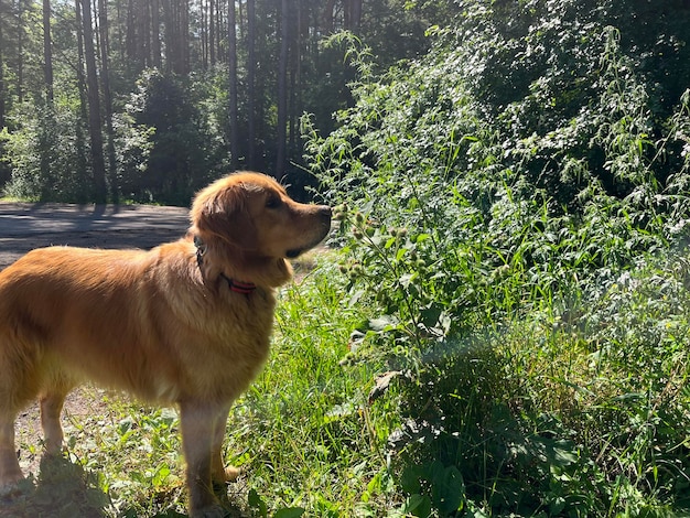 Foto american golden retriever trifft einen schmetterling, der auf einer blume sitzt