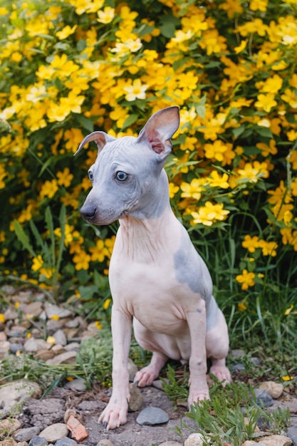 Foto american hairless terrier welpe auf dem hintergrund eines busches mit gelben blumen.