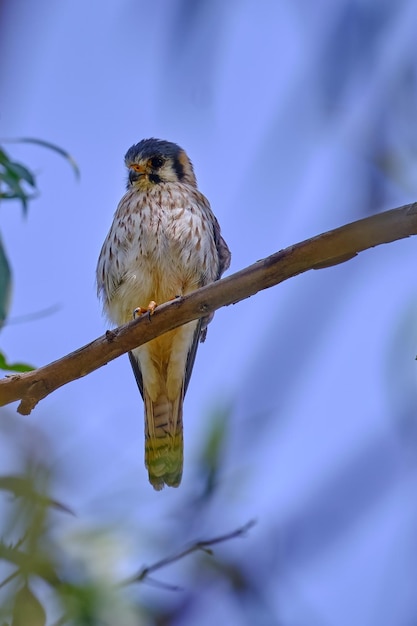 American Kestrel Falco sparverius