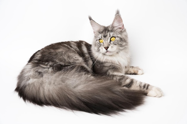 American Longhair Maine Coon Katze mit großem, flauschigem Schwanz, schwarz, silber, klassischer Tabby und weißer Farbe