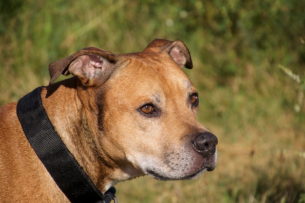 American Pit Bull Terrier