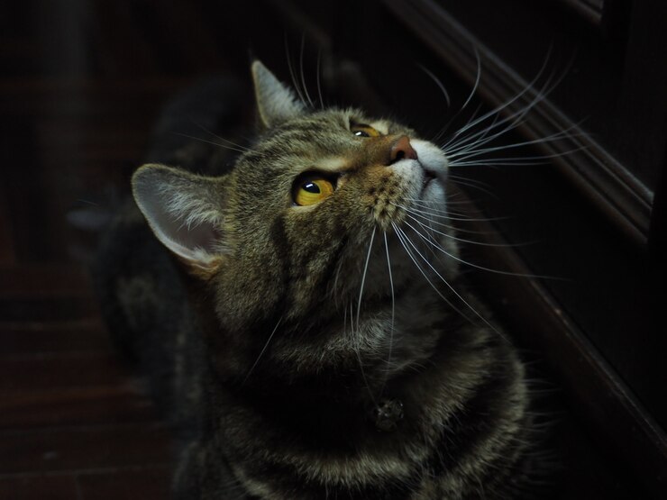 American Shorthair Cat buscando algo