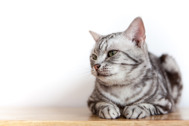 American shorthair cats com padrões pretos no corpo lindo