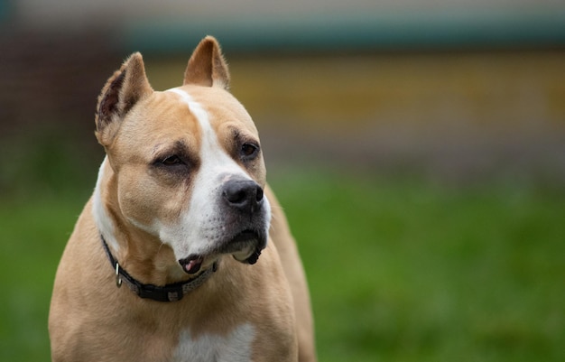 American staff terrier na natureza.