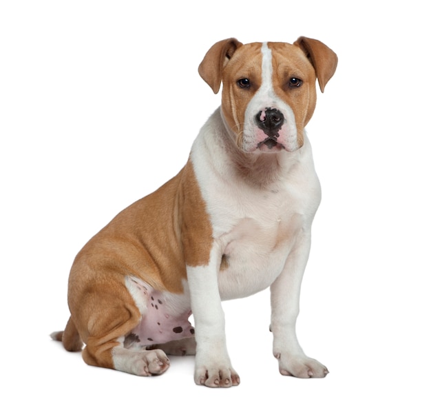 American Staffordshire terrier, 5 meses de edad, sentado frente a una pared blanca