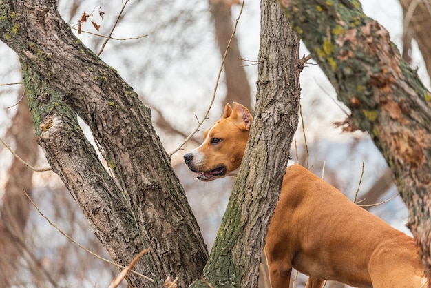 American staffordshire terrier en el bosque. Perro Staffordshire Terrier adulto joven en un parque