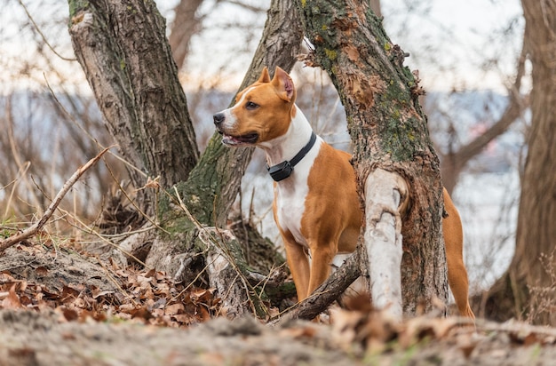 American staffordshire terrier en el bosque. Perro Staffordshire Terrier adulto joven en un parque