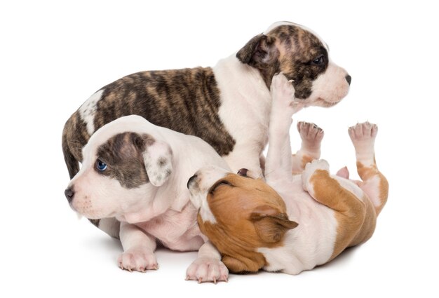 Foto american staffordshire terrier cachorros jugando