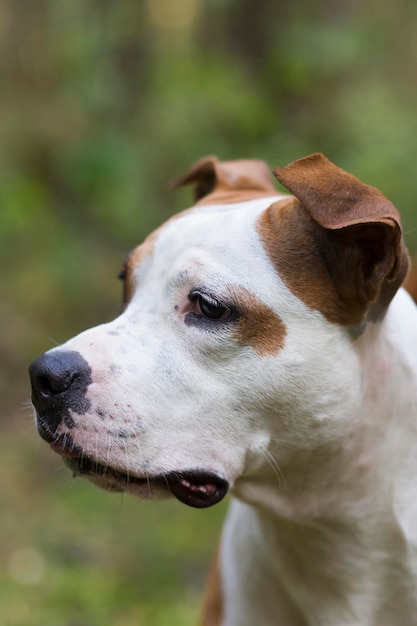 American Staffordshire Terrier camina en el bosque