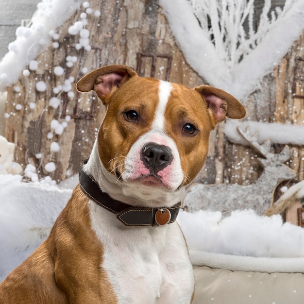 American staffordshire terrier em frente a um cenário de natal