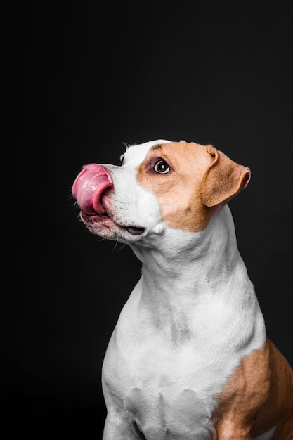 American Staffordshire Terrier Hund isoliert auf schwarzem Hintergrund