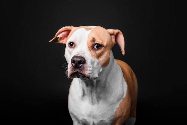 American Staffordshire Terrier Hund isoliert auf schwarzem Hintergrund