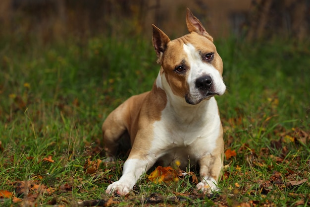 American Staffordshire Terrier liegt auf dem Gras im Park. Foto in hoher Qualität