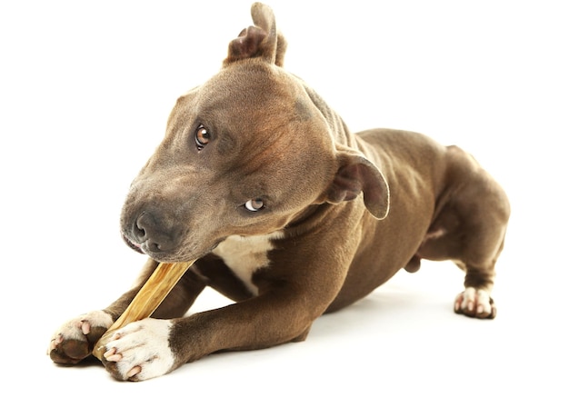 American Staffordshire Terrier mit Knochen isoliert auf weiß