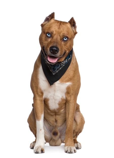 American Staffordshire terrier con pañuelo, 2 años de edad, frente a una pared blanca