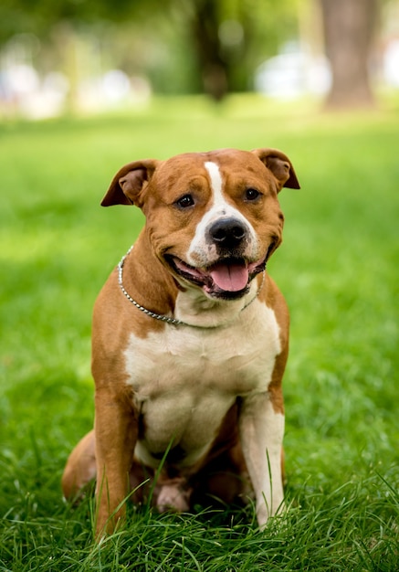 American Staffordshire terrier en el parque