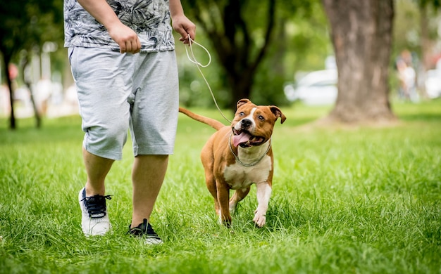 American Staffordshire terrier en el parque