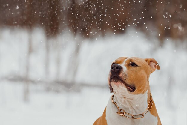 American Staffordshire Terrier pega flocos de neve Cachorro brinca com neve Retrato de um cachorro no inverno
